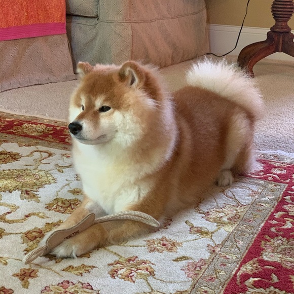 Meet your Posher, Sabina - Picture 1 of 1